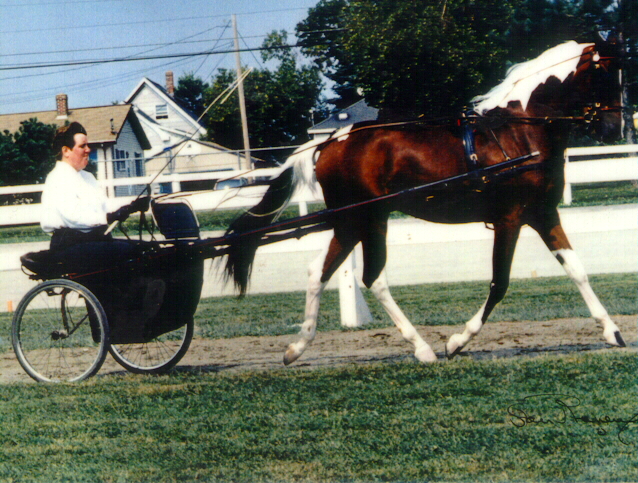 National Show Horse, Pinto filly