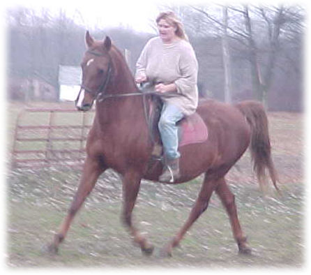 Lottery Queen  Saddlebred mare for sale under saddle