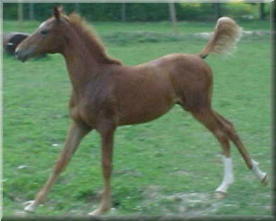 Majic Justinthyme--Half-Arabian; NSH eligible filly