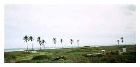 Palmeras en Barra Vieja...