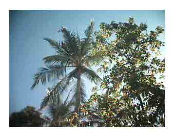 Palmeras en Acapulco...