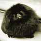 Las fotograf�as de Jim Dratfield's "Petography" son capaces de capturar la verdadera personalidad de cualquier mascota.