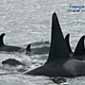 Una noche hace casi veinte a�os-- cuando el oceano estaba quieto y la luna llena alumbraba el cielo--Dr. Spong escuch� la respiraci�n de las orcas al pasar. �l sinti� que si todo el mundo pudiera compartir �ste momento, seguramente cambiar�a el sentido del mundo en los hombres.