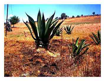 Un Maguey...