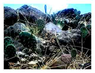 Nopales...