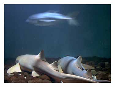 Acuario...