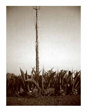 Asta para Voladores de&nbsp; Pap�ntla...