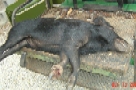 Club Member Gregg Amnot of Derry - Wild Pig Hunt, Gonzalez, TX