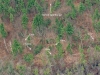 A BUNCH OF DEER SCURRYING AS WE PASSED OVER.