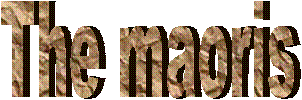 The maoris