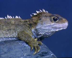Tuatara