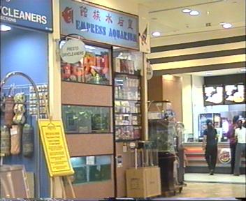 Free Feeder bus service behind Popular Bookshop (below JE MRT) to IMM! This Empress Aquarium used to be located at the fifth level of IMM, recently moved down to the 1st level besides Burger King, downsized by a four-fifth! Prices quite high!