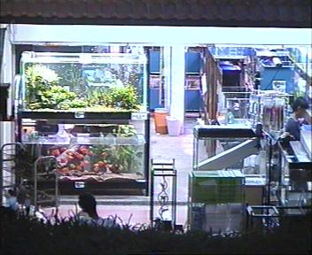 In Clementi Shopping Center (Clementi Ave 2). Good landscaping shop! Quiet most of the time, have many nice fishes!
