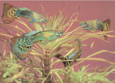 Guppy Blond Leopard
