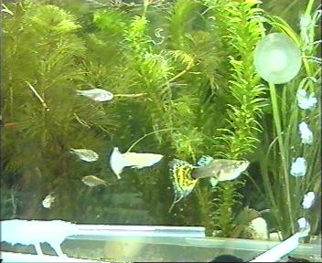 Giant Guppy