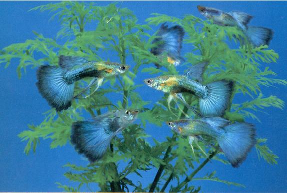 Neon Blue Guppies