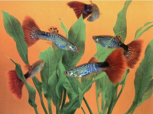 Guppy Red Snakeskin