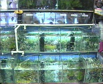 Selling Pets like silver arowanas (quite a number), hamsters, mini-mouse, fish and other live pets.

(i)  SuperWorm @ S$0.60 cents
(ii) Frozen Brine Shrimp @ S$2
(iii)Beef Heart @ S$4 & 
(iv) Centiped @ S$4! 
Plus
Camping Equipments: 
(i)  Paul London tents selling between S$68 to S$170 for 2 men to 8 men. 
(ii) Mess Tin @ S$5.50
(iii)Field Chair at S$10
(iv) Solid Fuel S$1.00 for 3 pc + a matchbox....etc!