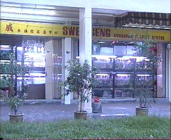 Next to Sunset Way & the Sungei Ulu Pandan Canal above ! Lots of Beautiful Goldfishes & Ranchus + S$1 Guppies. Nice buy! there is a pet veterinary clinic for pets which is 2 shops away from SweeSeng!
