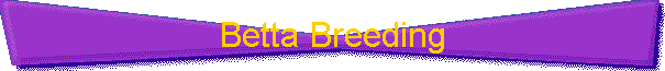 Betta Breeding