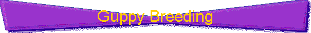 Guppy Breeding
