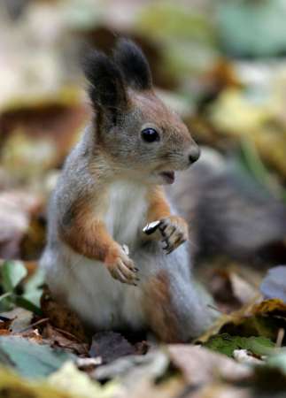 I need beer nuts - Winner of the best news photo awards 2004 - Chat Here - See another 