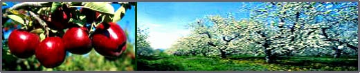 Apples, apple orchard