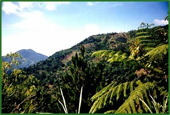 The Blue Mountains of Jamaica