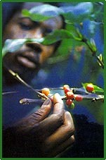 Coffee beans from the Blue Mountains