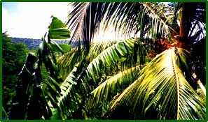 Jamaican palms