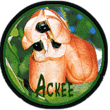 Ackee - the national fruit of Jamaica