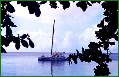 Catamaran - Tropical Dreamer