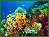 Coral Reef