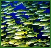 School of tropical fish