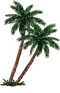 Palm Trees