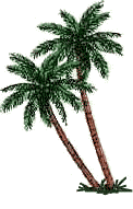 Palm Trees