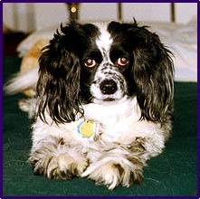 Mollie