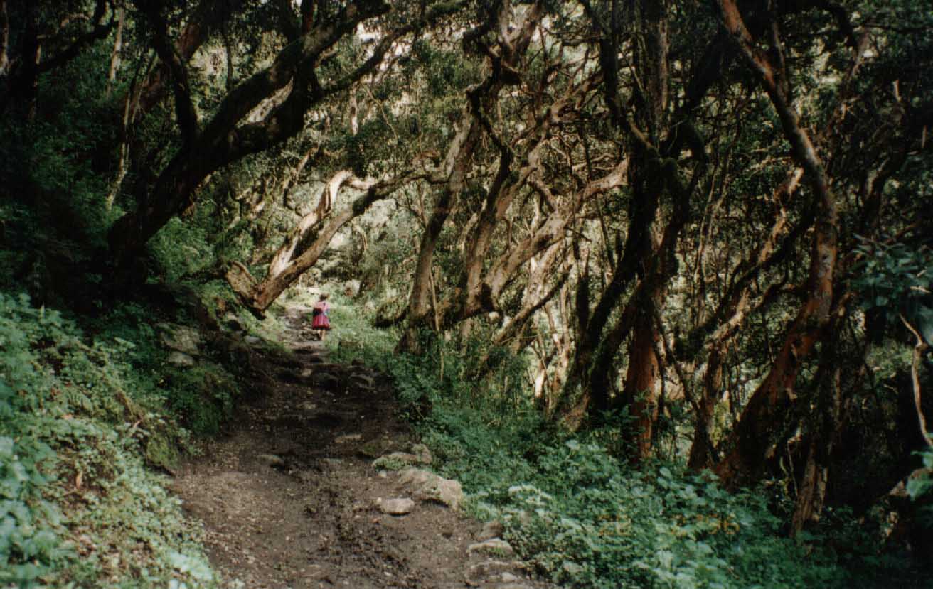 11Bosque.jpg (137989 bytes)