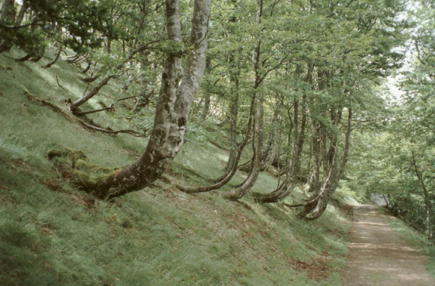 S010-Arvores.jpg (139614 bytes)