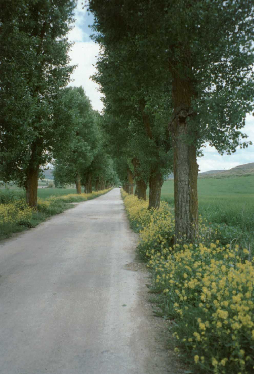 S070-Castrojeriz-antes.jpg (108242 bytes)