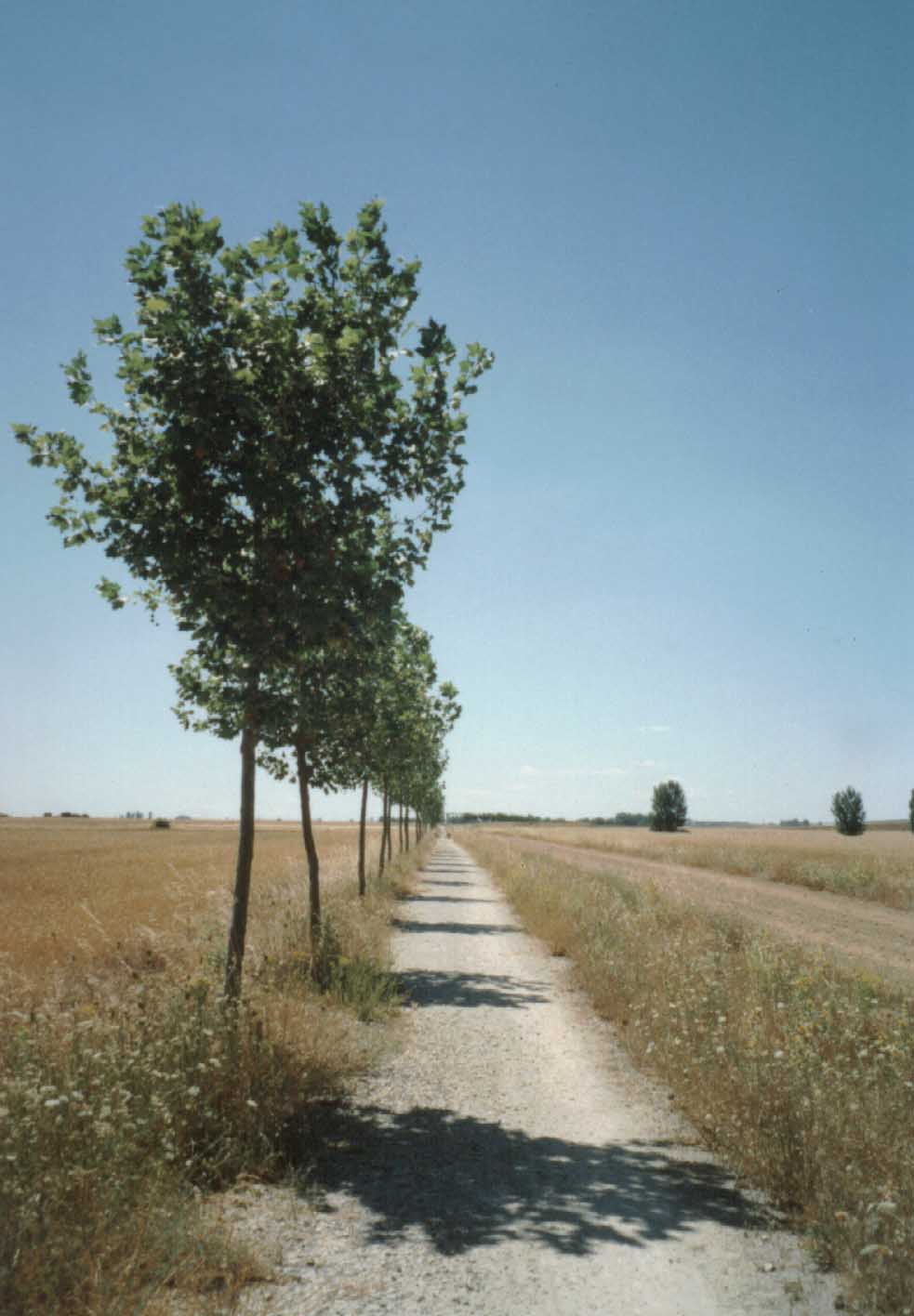 S110-Sahagun-apos.jpg (89606 bytes)