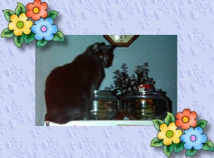 Leave those fish alone, Lucky!!