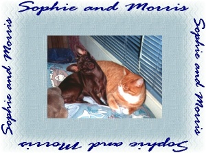 I love you, Morris!!