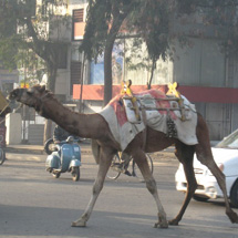 Camel in the streets of Pune