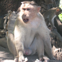 Roadside Monkey