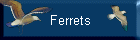 Ferrets