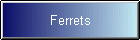 Ferrets