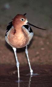 avocet-chaha.jpg