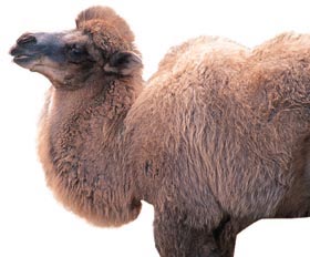camels