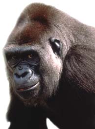 Chimpansey in Lahore Zoo